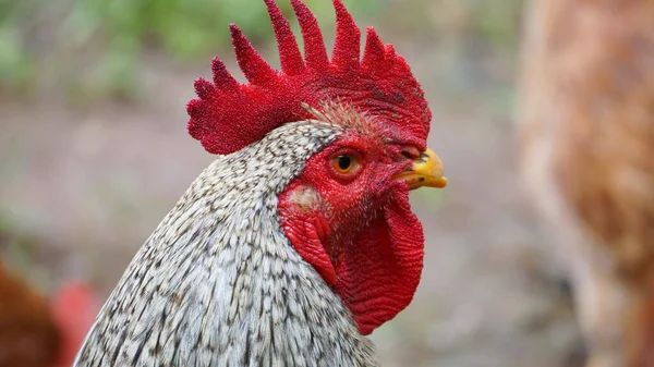 White Color Rooster Looking — Stock Photo, Image