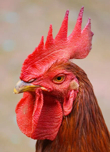 Ayam Jantan Mencari Makanan — Stok Foto
