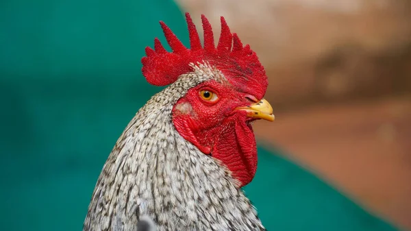 Rooster Looking Food — Stock Photo, Image