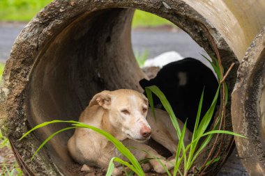 Köpek drenaj borusunda uyuyor.