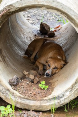 Köpek drenaj borusunda uyuyor.