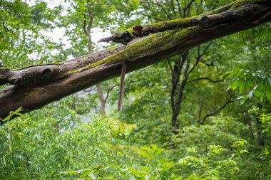 Bufalo yeşil Hindistan 'da çimen yiyor