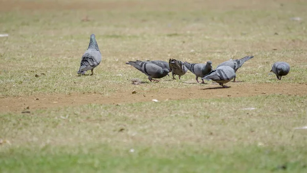 Group Pigeons Eating Good Garden — Stock Photo, Image