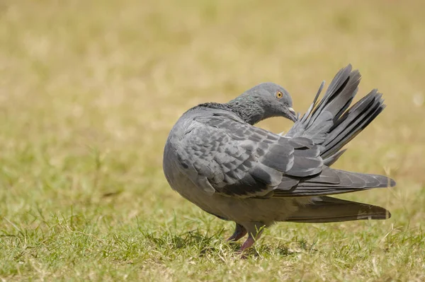 Pigeon Waiting Food — Stock Photo, Image