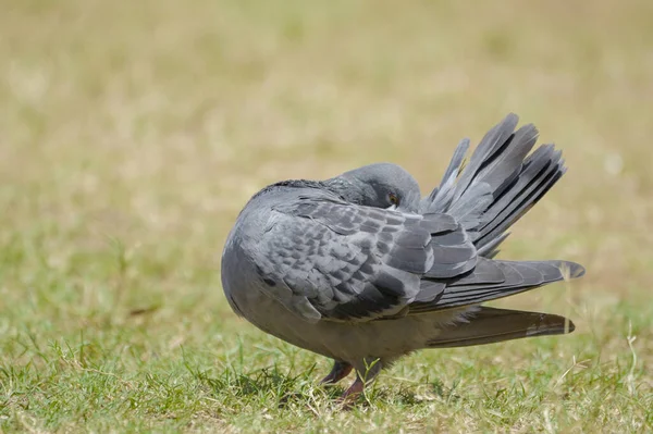 Tauben Warten Auf Futter — Stockfoto
