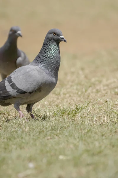 Pigeon Waiting Food — Stock Photo, Image