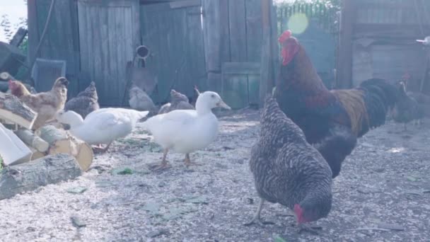 Фермерские Птицы Ходят Едят Вместе Открытом Воздухе Дворе — стоковое видео