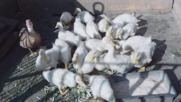 Kacsás Kiskacsák Sétálnak Udvaron — Stock videók