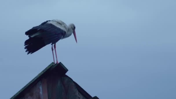 Oriental White Stork Stands Country Roof — Stock Video