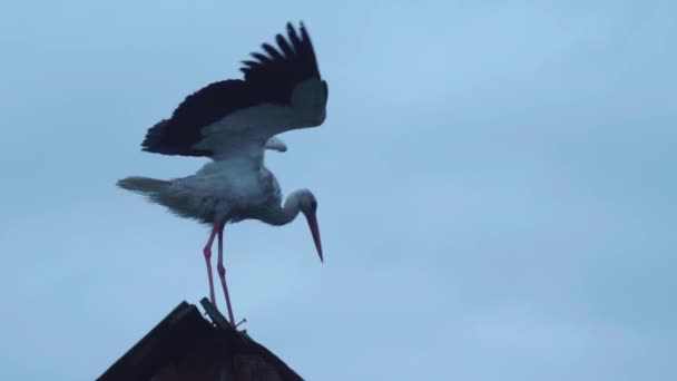 Orientalischer Weißstorch Steht Auf Einem Landdach — Stockvideo