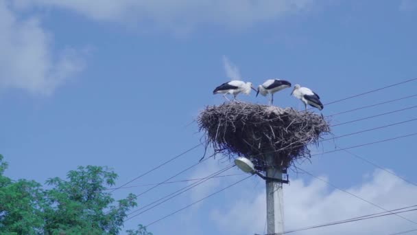 White Storks Baby Eating Nest — Stock Video