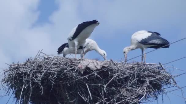 白は巣で食べる赤ん坊を貯蔵する — ストック動画