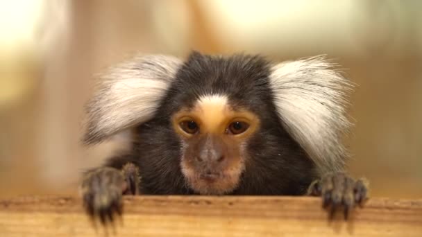 Fechem Macaco Marmotas Movimento Lento — Vídeo de Stock