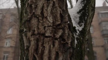 Ukrayna, Kyiv 'deki eski bir ev.