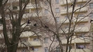 Berlin, Almanya 'daki Bina.