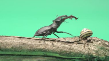 yeşil arka planda böcekler ve salyangozlar