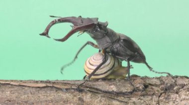 yeşil arka planda böcekler ve salyangozlar