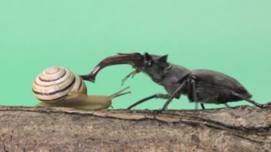 yeşil arka planda böcekler ve salyangozlar