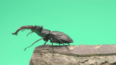 Yeşil arka planda geyik böceğinin yakın çekim videosu