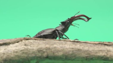 Yeşil arka planda geyik böceğinin yakın çekim videosu