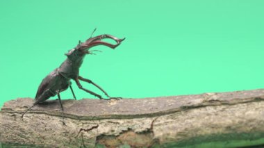 Yeşil arka planda geyik böceğinin yakın çekim videosu