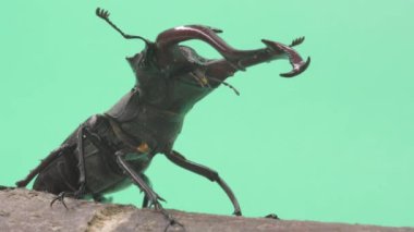 Yeşil arka planda geyik böceğinin yakın çekim videosu