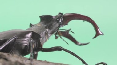 Yeşil arka planda geyik böceğinin yakın çekim videosu
