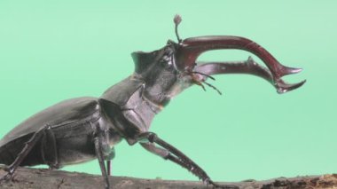 Yeşil arka planda geyik böceğinin yakın çekim videosu