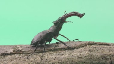 Yeşil arka planda geyik böceğinin yakın çekim videosu