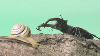 yeşil arka planda böcekler ve salyangozlar