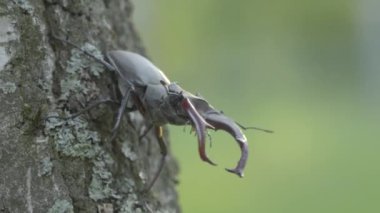 Ormandaki huş ağacının gövdesindeki geyik böceği videosu.
