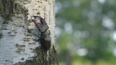 Ormandaki huş ağacının gövdesindeki geyik böceği videosu.