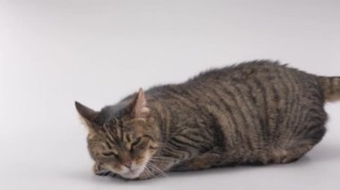 Açık gri arka planda büyüleyici çizgili kedi