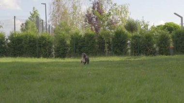 American Staffordshire Terrier otların üzerinde koşuyor. Yavaş çekim