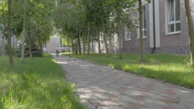 American Staffordshire Teriyeri çalışıyor. Yavaş çekim. 