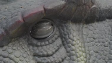 Bukovel, Ukrayna: 08 Aralık 2024 - Bukovel tatil beldesindeki açık hava eğlence parkında yapay dinozor heykeli taşınıyor. 