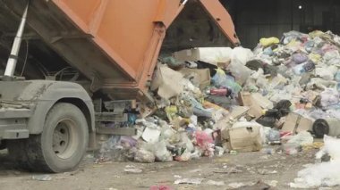  Yiyecek arayışında olan çöplük. Arka plandaki şehir