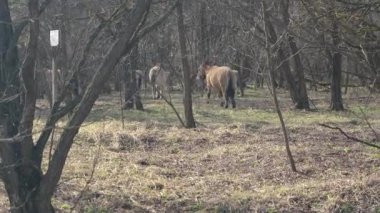 Yeme Przewalski'nın vahşi atlar yabancılaşma Chernobyl bölgede grass Kuru
