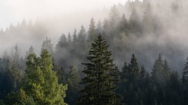 Bohemya 'nın doğusundaki en iyi mistik atmosfere sahip altın gündoğumu sırasında sisli dağ ve orman manzarası.