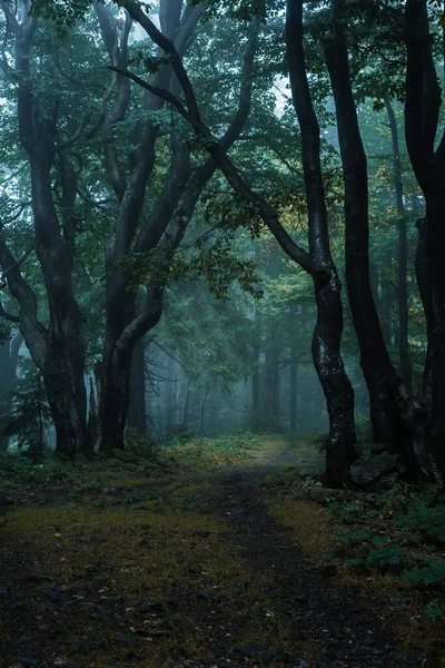 Estrada Sombria Escura Floresta Durante Uma Manhã Nebulosa Com Melhor — Fotografia de Stock