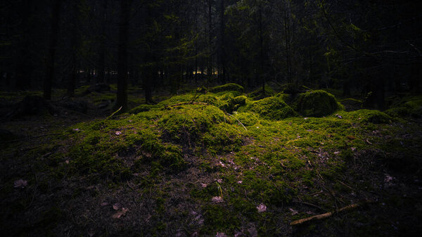 Gloomy and dark forest in the south of Bohemia. Mystical place covered with amazing green moss.