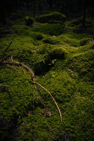 Bosque Sombrío Oscuro Sur Bohemia Lugar Místico Cubierto Musgo Verde — Foto de Stock
