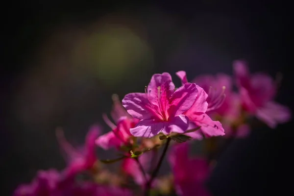色彩艳丽的杜鹃花在布拉格植物园 捷克共和国 春天的气息终于来了 大自然充满了美丽的花朵 色彩和芬芳 — 图库照片