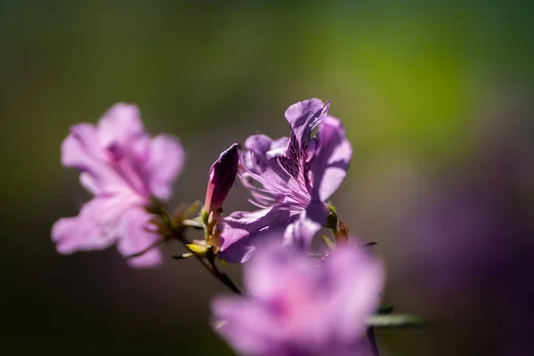 色彩艳丽的杜鹃花在布拉格植物园 捷克共和国 春天的气息终于来了 大自然充满了美丽的花朵 色彩和芬芳 — 图库照片