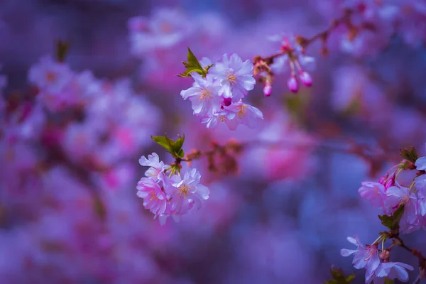 Pięknie Kolorowe Drzewa Pełnym Rozkwicie Wiosną Pradze Czechach Europie Wiosenne — Zdjęcie stockowe