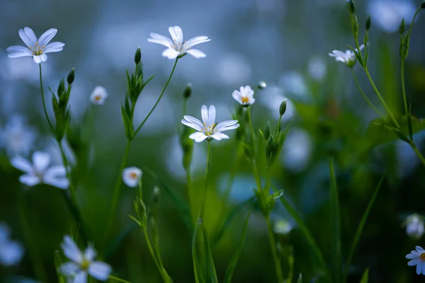 在布拉格 捷克共和国 春天的草地上 开着五颜六色的花 春天的气息终于来了 大自然充满了美丽的花朵 色彩和芬芳 — 图库照片