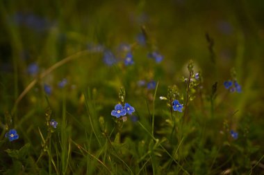 Prag, Çek Cumhuriyeti, Avrupa 'daki çayırlarda güzel renkli çiçekler. Bahar titreşimleri nihayet geldi ve doğa güzel çiçekler, renkler ve kokularla dolu..