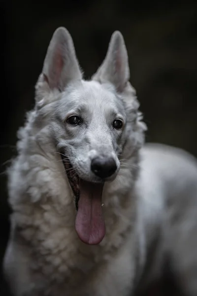 美丽而快乐的毛茸茸的瑞士牧羊犬的画像 它是人类真正最好的朋友 — 图库照片