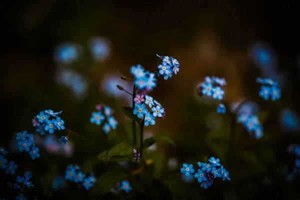 Красивые Цветные Цветы Лугу Праге Чехия Европа Весна Вибрации Наконец — стоковое фото