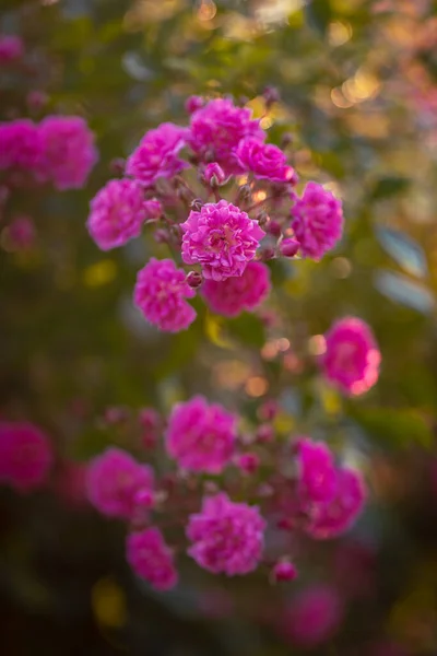 Vackert Färgade Blommor Full Blom Tjeckien Europa Naturen Full Vackra — Stockfoto